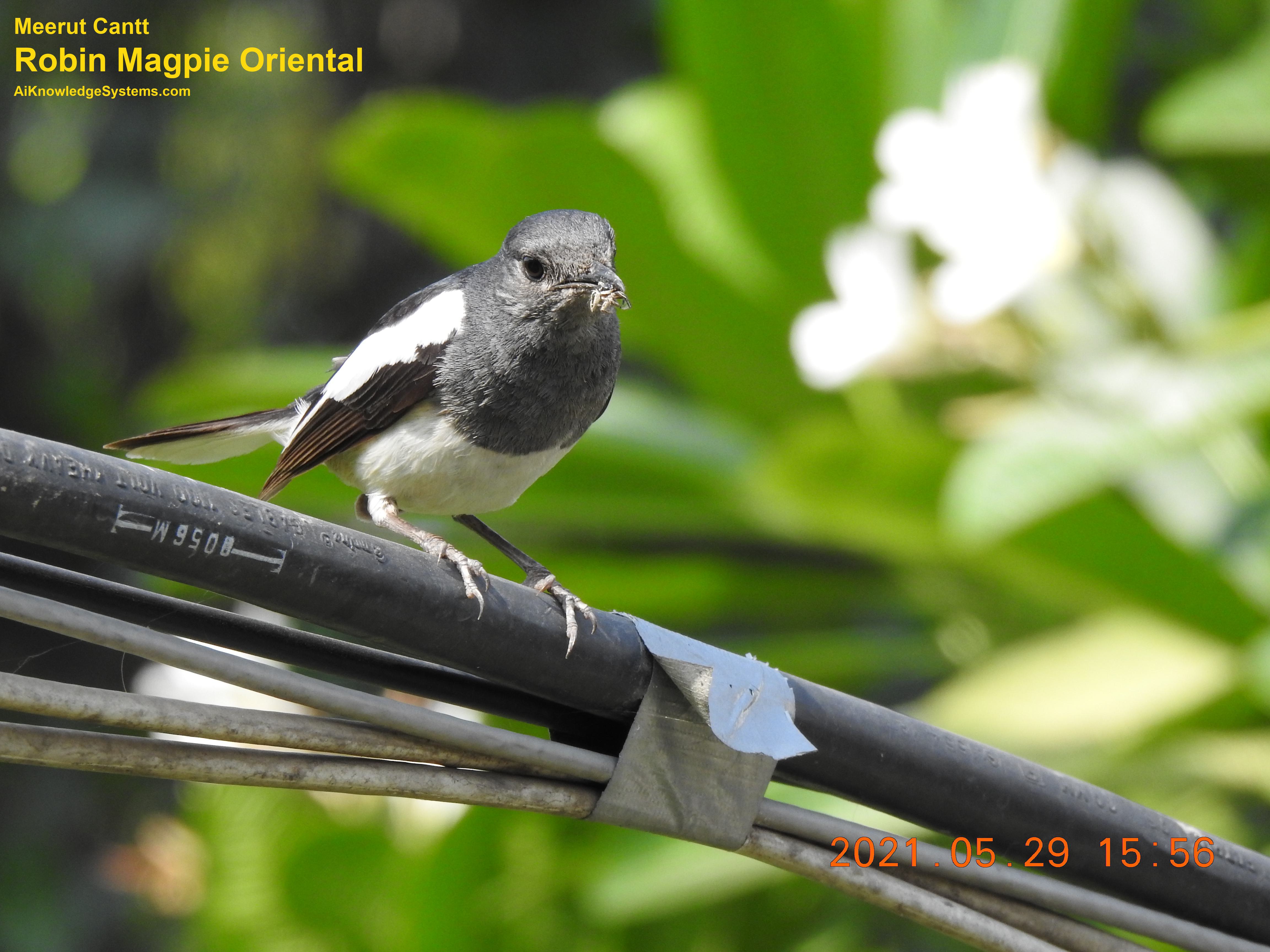 Magpie Robin (62) Coming Soon